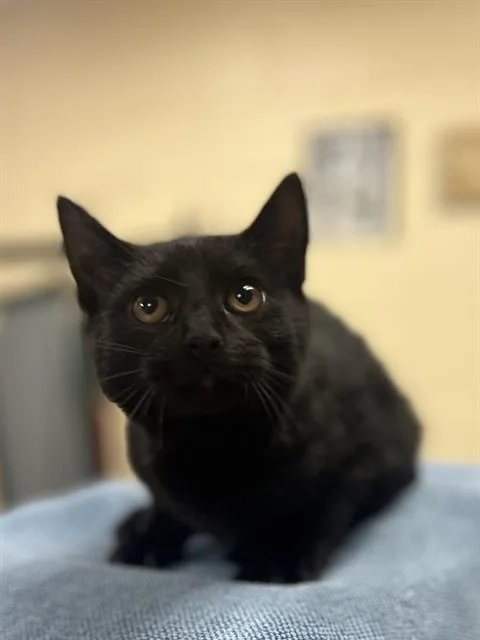 A baby small-sized female Domestic Short Hair cat named Coraline for adoption in Aliquippa, PA