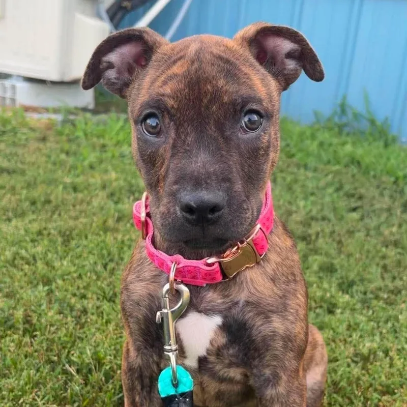 A baby medium-sized female Pit Bull Terrier dog named Sable for adoption in Valparaiso, IN