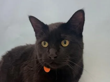 An adult small-sized male Domestic Medium Hair cat named Leo for adoption in Woodbury, MN