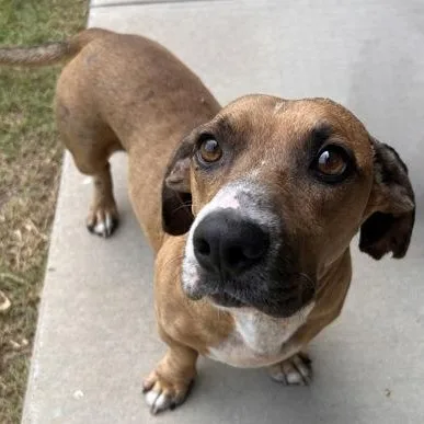 An adult small-sized male Brown / Chocolate Dachshund dog named Chicken Nugget for adoption in The Colony, TX