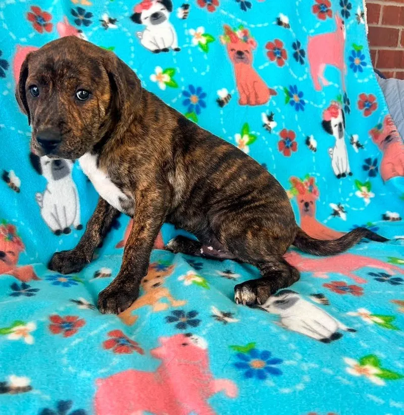 A baby large-sized male Mixed Breed dog named Aston for adoption in Fond Du Lac, WI