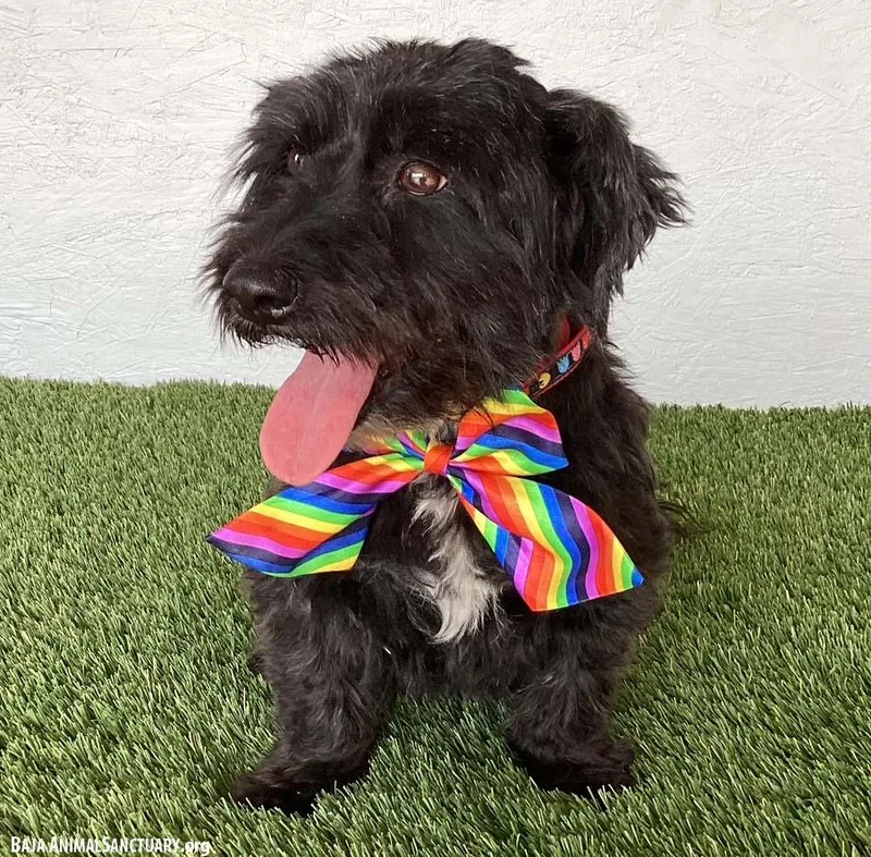 A young small-sized female Black Labradoodle dog named Mariah for adoption in San Diego, CA