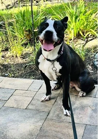 An adult medium-sized female Staffordshire Bull Terrier dog named Iris for adoption in Yonkers, NY