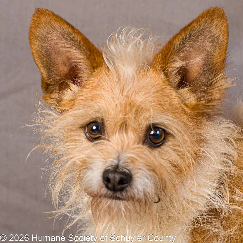 A young small-sized male Apricot / Beige Terrier dog named Gizmo for adoption in Montour Falls, NY