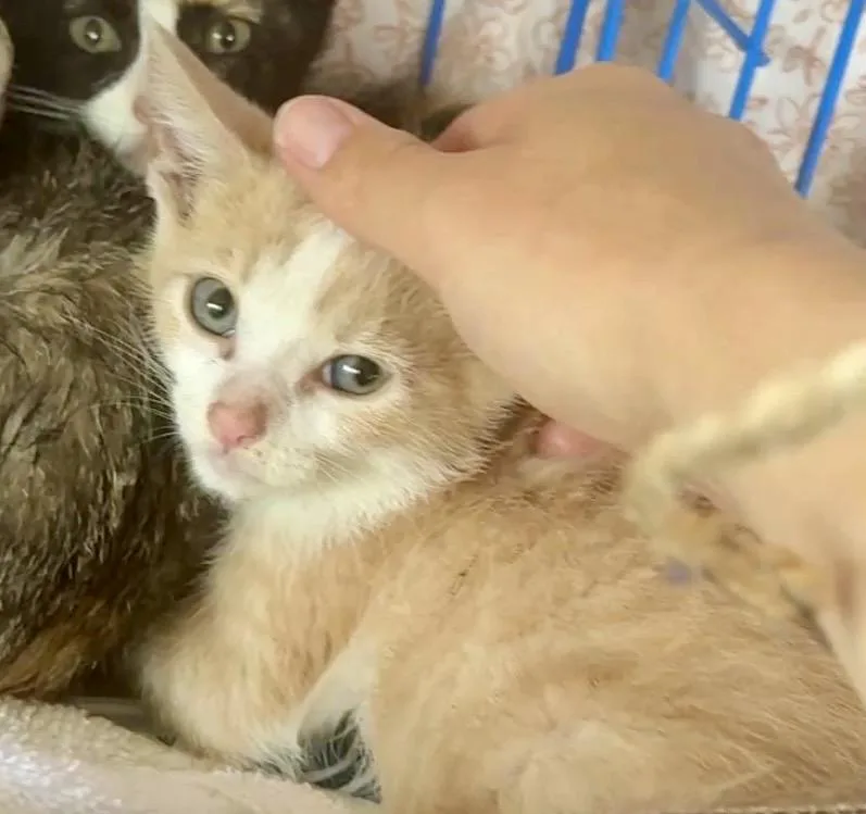 A baby small-sized male Domestic Short Hair cat named The Freeway Felines for adoption in Houston, TX