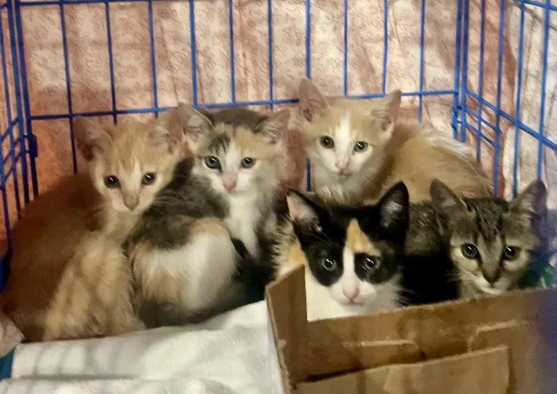 The Freeway Felines thumbnail 3