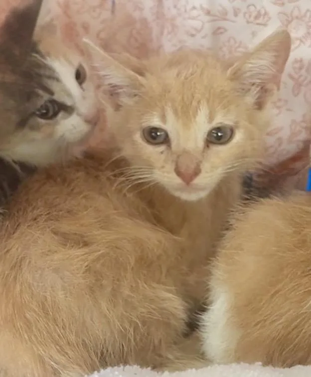 The Freeway Felines thumbnail 6