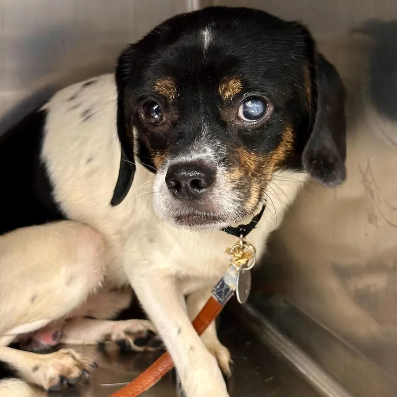 An adult small-sized male Black Mixed Breed dog named Parker for adoption in Matteson, IL