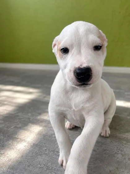 A baby small-sized male Pit Bull Terrier dog named Peace for adoption in New Orleans, LA