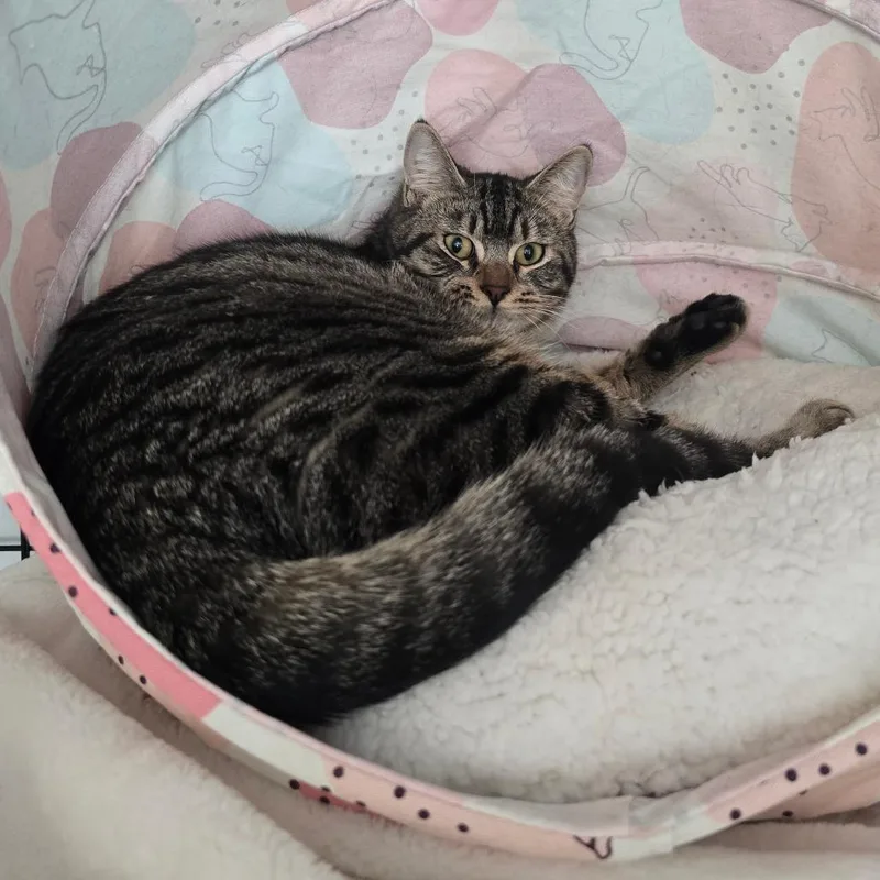 Penelope thumbnail 3