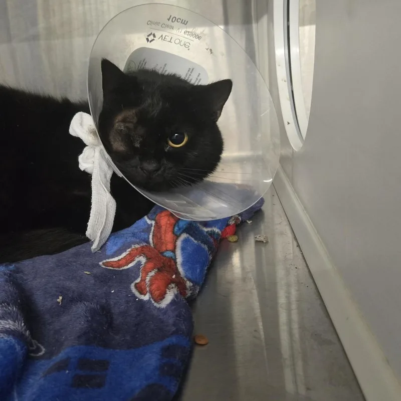 A young medium-sized male Black Domestic Short Hair cat named Fetty Wap for adoption in Dearborn, MI