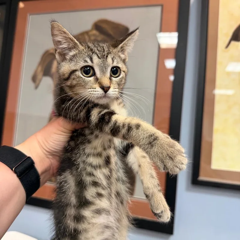 A baby small-sized female Brown / Chocolate Domestic Short Hair cat named Diplo for adoption in Port Charlotte, FL