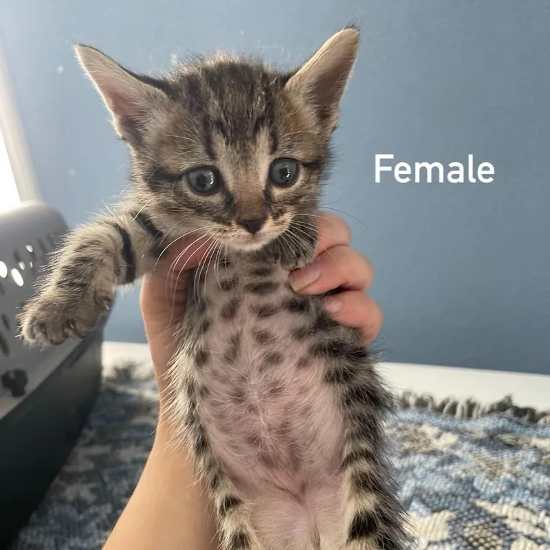A baby small-sized female Gray / Blue / Silver Domestic Short Hair cat named Kandy Korn for adoption in CHANUTE, KS
