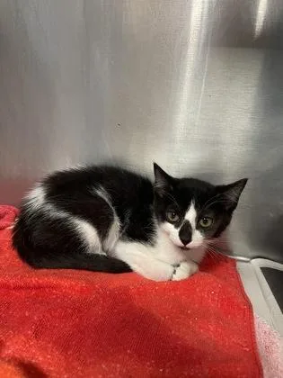 A baby small-sized female Domestic Short Hair cat named Pearl for adoption in Houston, TX