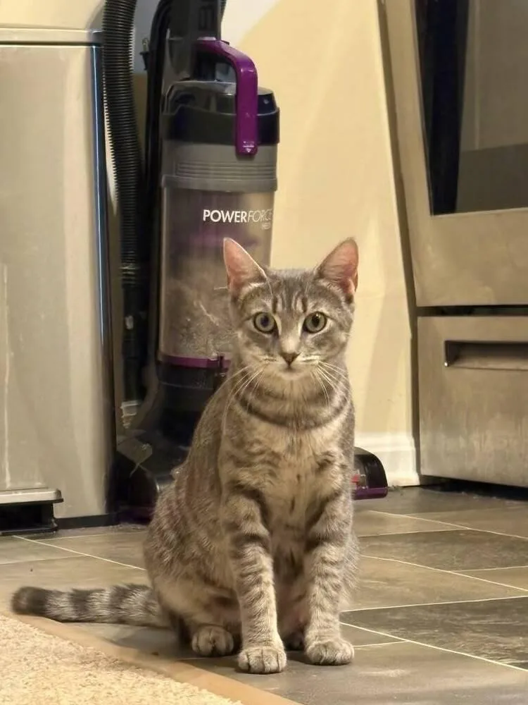 An adult medium-sized female Domestic Short Hair cat named Delores for adoption in Skippack, PA