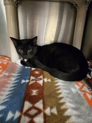 A baby small-sized female Domestic Short Hair cat named Inky for adoption in Gainesville, FL