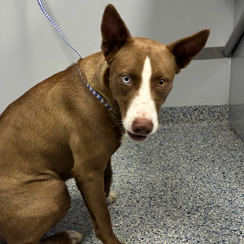 A young medium-sized female Brown / Chocolate Mixed Breed dog named Zoomie for adoption in Greenville, SC
