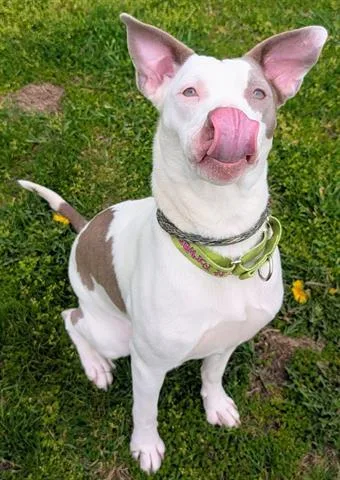 A young medium-sized female Pit Bull Terrier dog named Natasha for adoption in Akron, OH