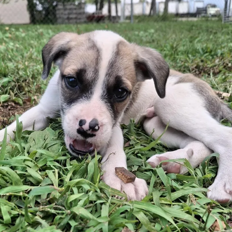 A baby medium-sized male English Bulldog dog named Tank for adoption in Wadena, MN