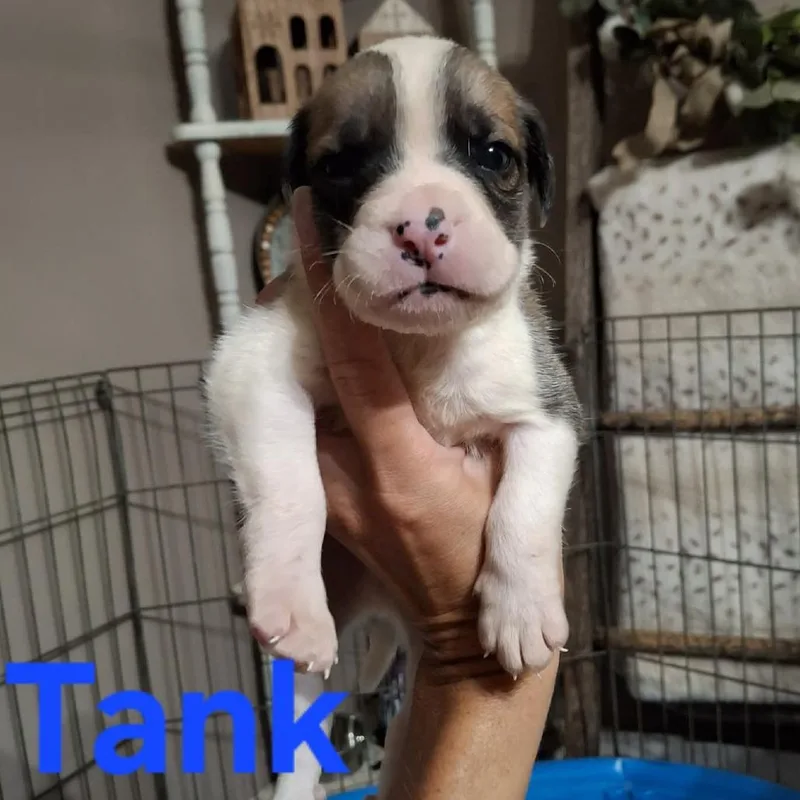 Tank thumbnail 3