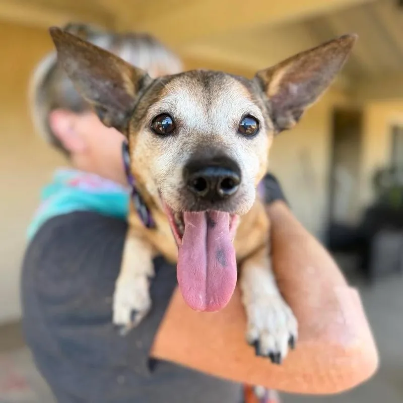 A senior small-sized male Brown / Chocolate Chihuahua dog named Obama for adoption in Ramona, CA