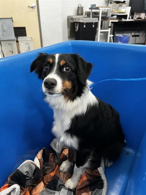 A young medium-sized male Australian Shepherd dog named Loki for adoption in Dallas, TX