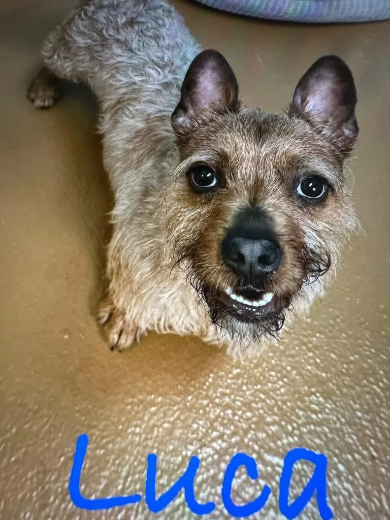 Luca