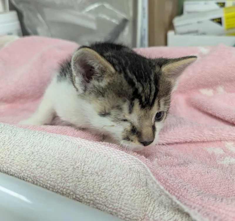 A baby medium-sized male Domestic Short Hair cat named Journey for adoption in La Porte, IN