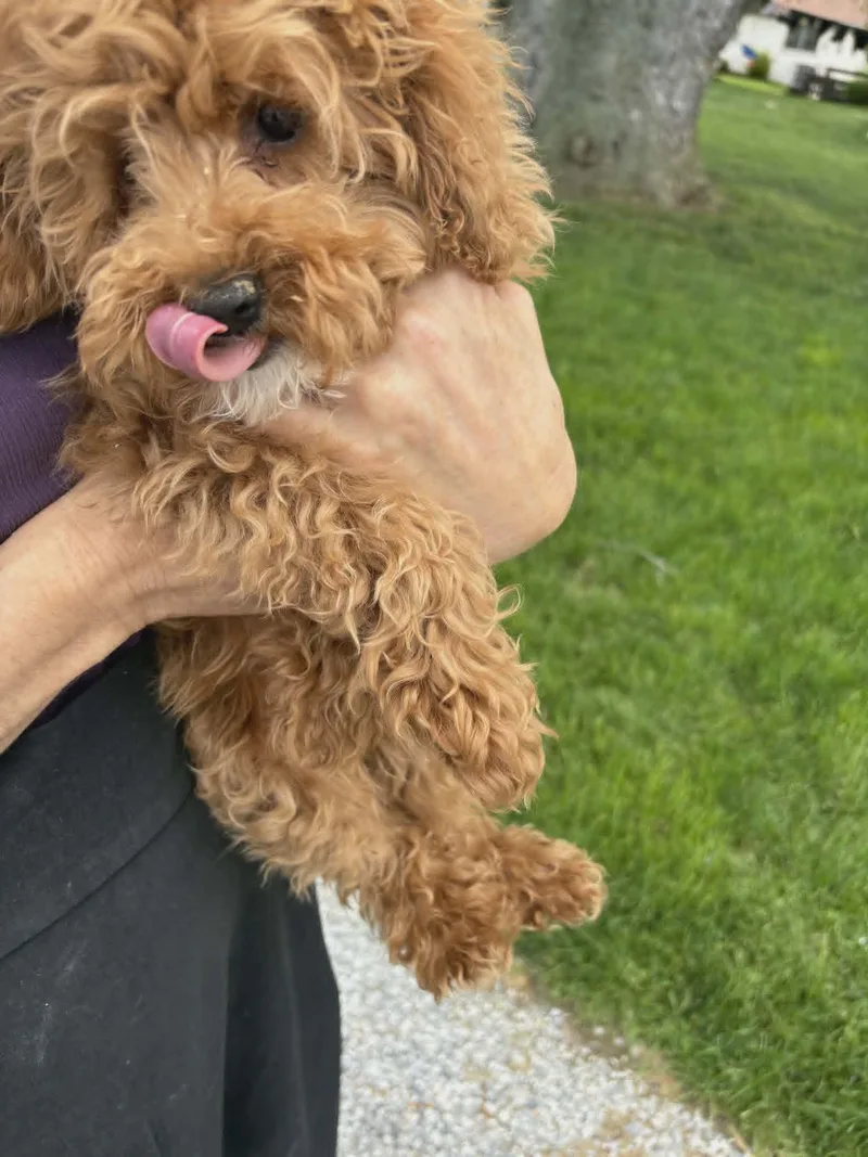 A baby small-sized male Miniature Poodle dog named Topper for adoption in Havertown, PA
