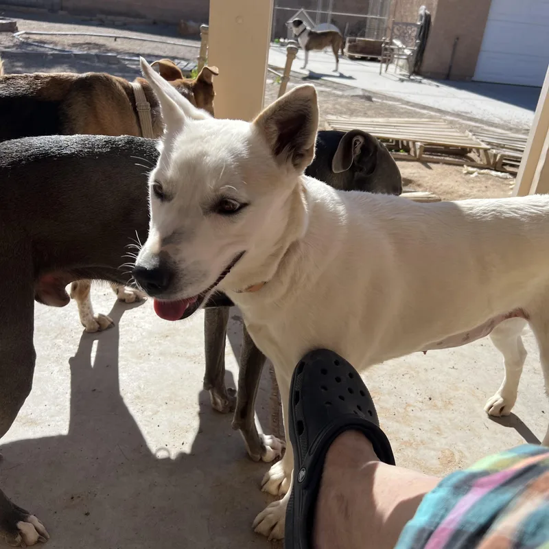 An adult medium-sized female White / Cream Jindo dog named Yasha for adoption in Las Vegas, NV