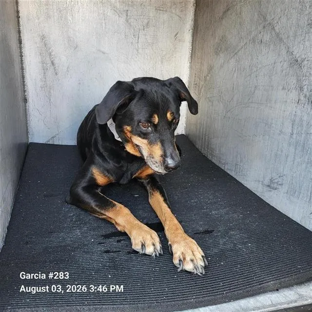 An adult medium-sized female American Staffordshire Terrier dog named Blake for adoption in San Antonio, TX