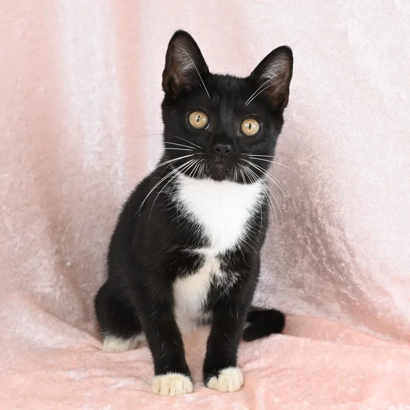 A baby small-sized male Black Domestic Short Hair cat named Jimmy for adoption in Mobile, AL