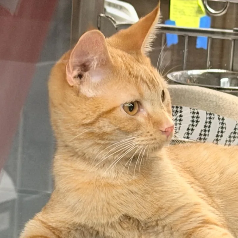 A young small-sized female Orange / Red Domestic Short Hair cat named Belle for adoption in Hemet, CA