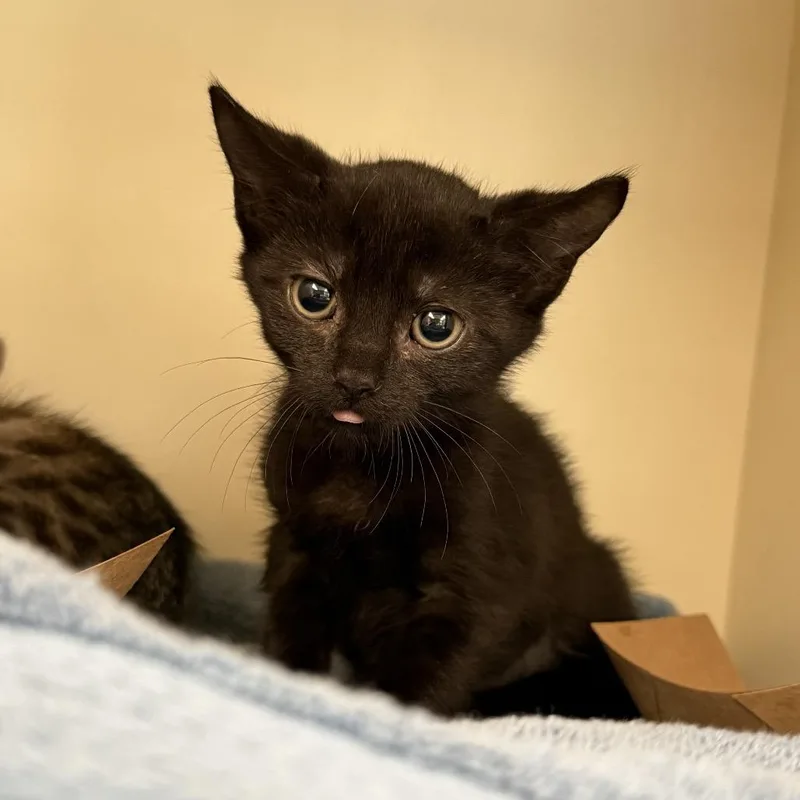 A baby small-sized female Black Domestic Short Hair cat named Paprika for adoption in Port Richey, FL