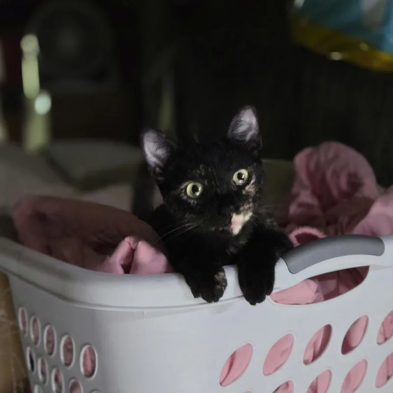 Della thumbnail 6