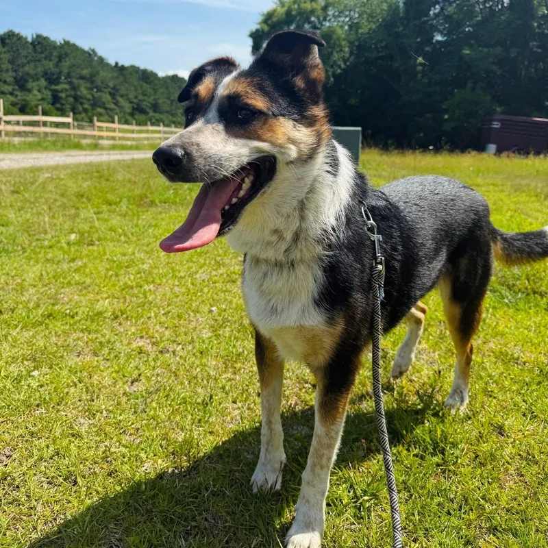A young medium-sized male Tricolor (Brown, Black, & White) Australian Cattle Dog / Blue Heeler dog named Johnny Cash for adoption in Moyock, NC