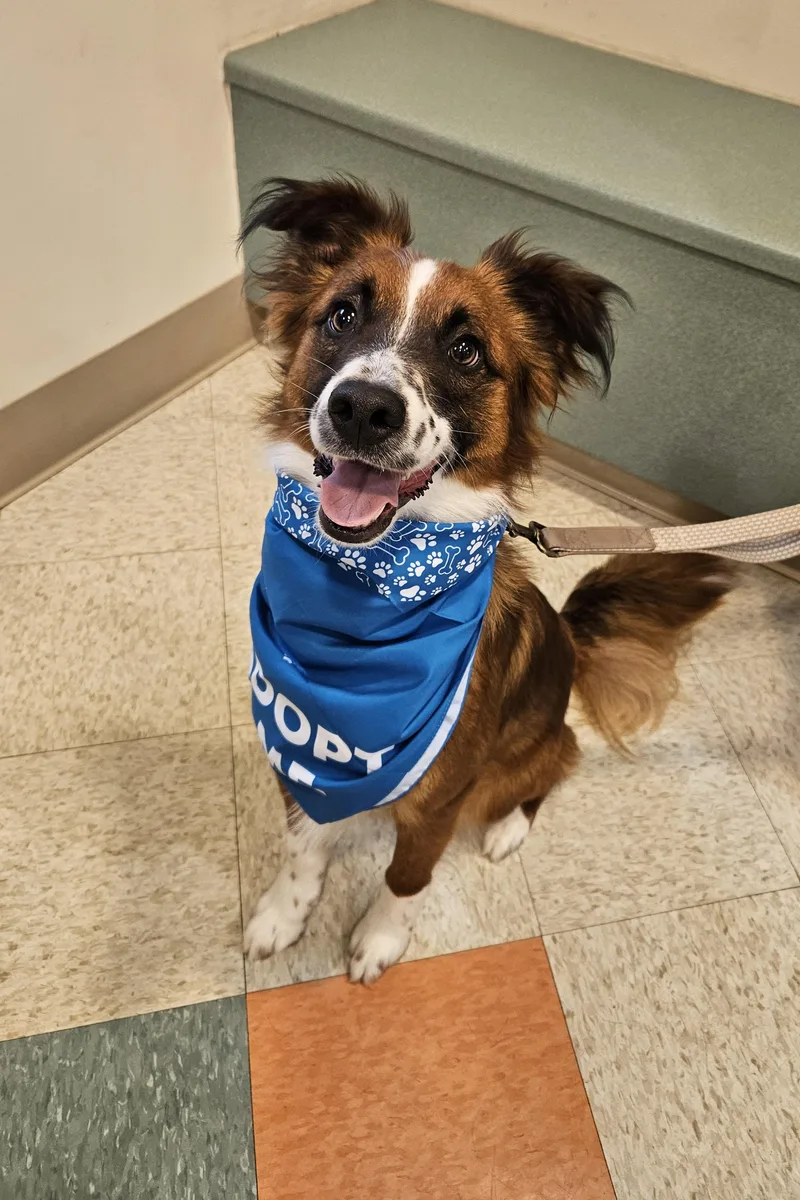 A young medium-sized male Bicolor Mixed Breed dog named Freckles for adoption in Bluffton, IN