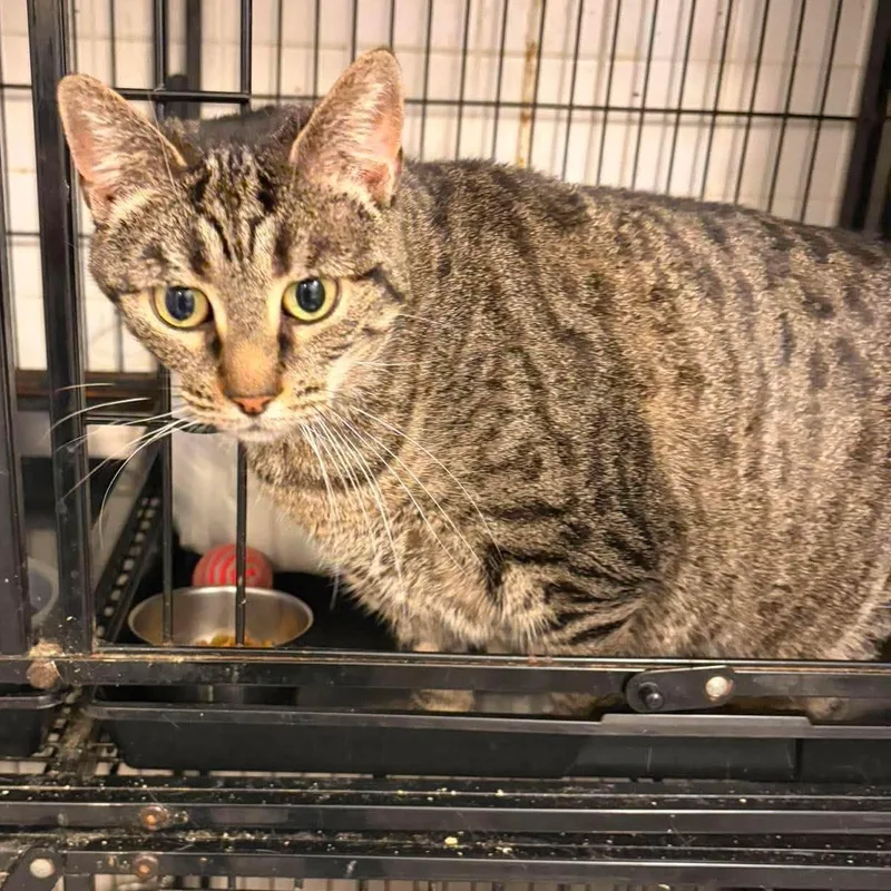 An adult medium-sized female Tabby (Tiger Striped) Tabby cat named Mylie for adoption in Huntington, NY