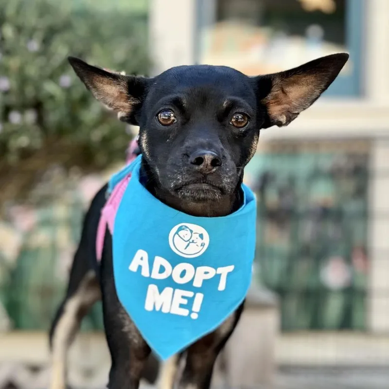 A young small-sized female Brown / Chocolate Miniature Pinscher dog named Mia for adoption in Pacific Grove, CA