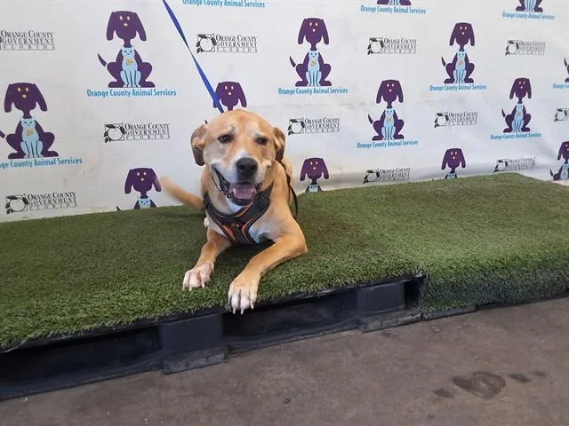 An adult large-sized male Labrador Retriever dog named Mater for adoption in Orlando, FL