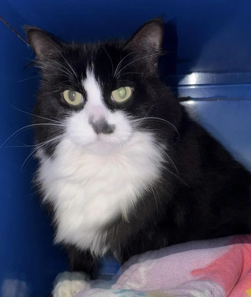 An adult medium-sized female Black & White / Tuxedo Domestic Medium Hair cat named Mrs. Dash for adoption in Sault Sainte Marie, MI