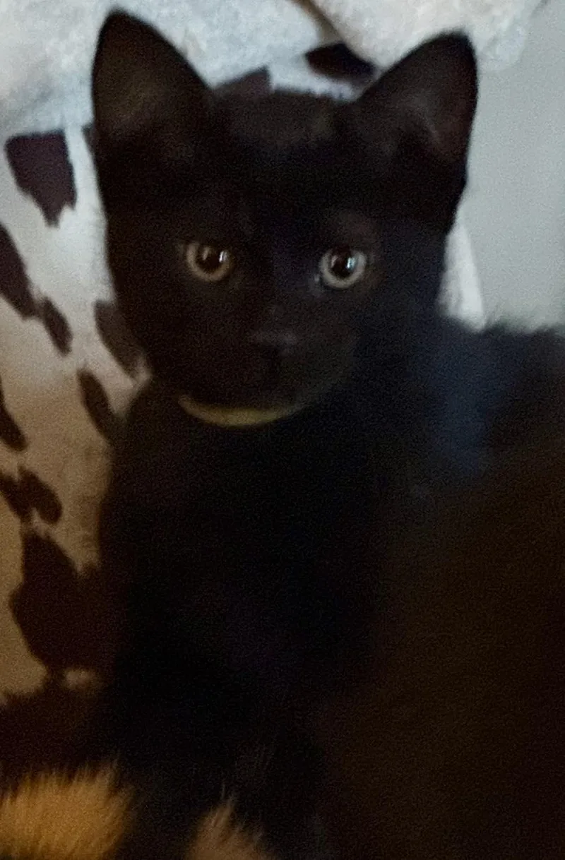 A young medium-sized male Black Domestic Short Hair cat named O'henry for adoption in Snyder, TX