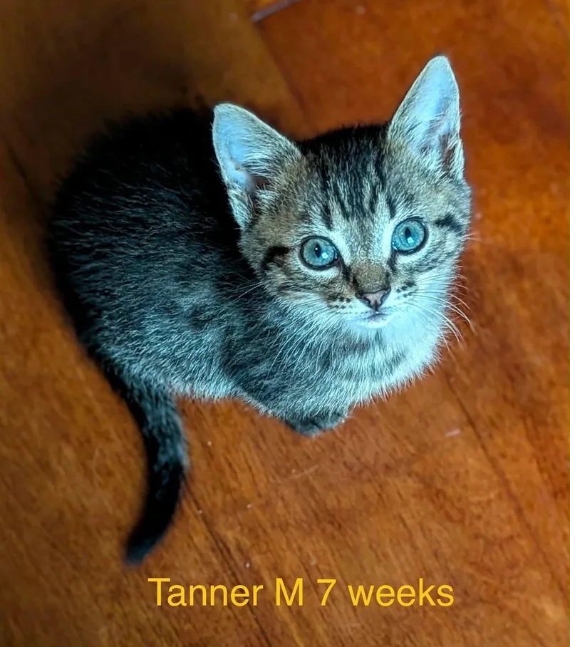 A baby medium-sized male Tabby (Brown / Chocolate) Domestic Short Hair cat named Tanner for adoption in Fort Payne, AL