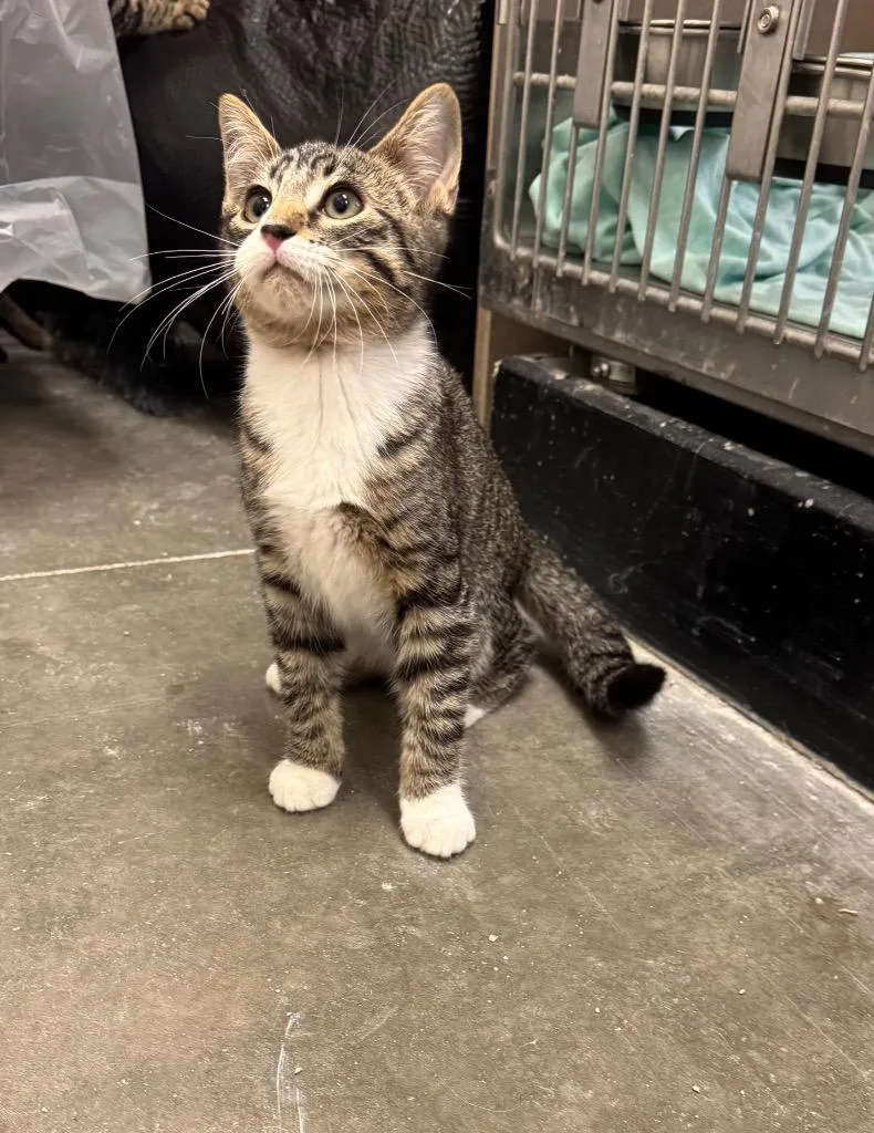 A baby medium-sized male Domestic Short Hair cat named Vujavic for adoption in Fort Lupton, CO
