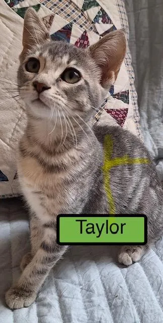 A baby medium-sized female Domestic Short Hair cat named Taylor for adoption in Zimmerman, MN