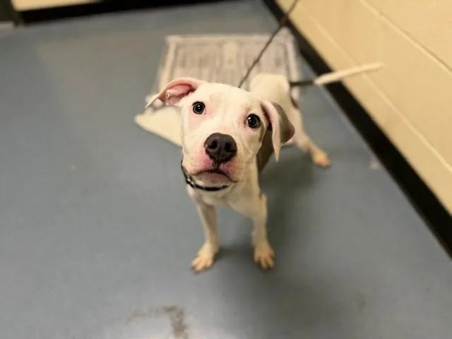 A young medium-sized male Pit Bull Terrier dog named Krypto for adoption in Denver, CO