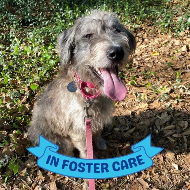 A young medium-sized female Poodle dog named Chewie for adoption in Tallahassee, FL