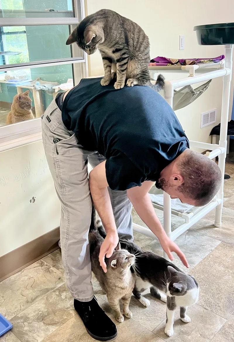 Brimleyc sn Food thumbnail 2