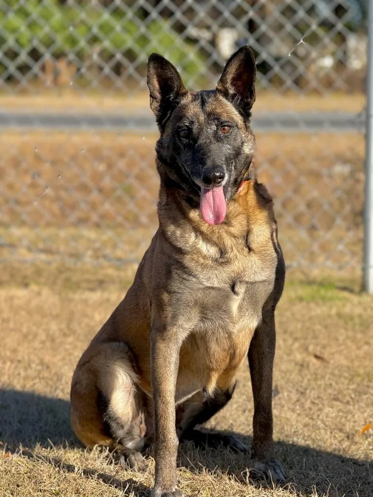 A senior medium-sized female Belgian Shepherd / Malinois dog named Maple for adoption in Kingsland, GA