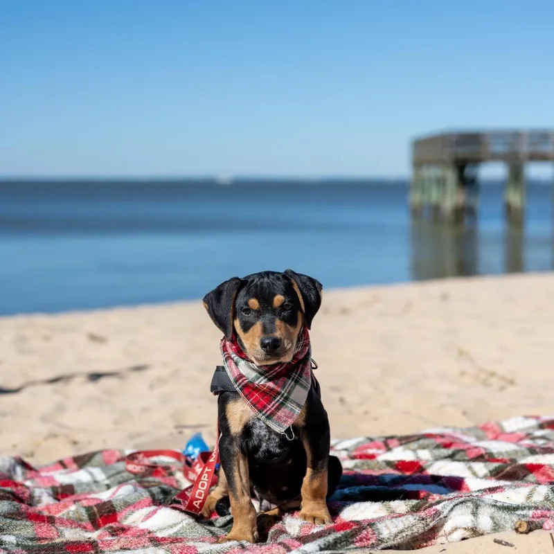 A baby large-sized male Black Mixed Breed dog named Rufus for adoption in Daphne, AL